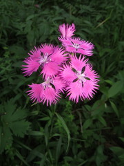 Dianthus × courtoisii