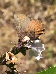 Callophrys augustinus iroides