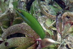 Halichoeres brownfieldi