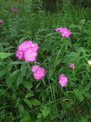 Dianthus × courtoisii