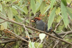 Pterorhinus mitratus