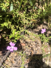 Coopernookia barbata