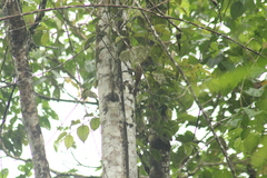 Dendrocincla fuliginosa