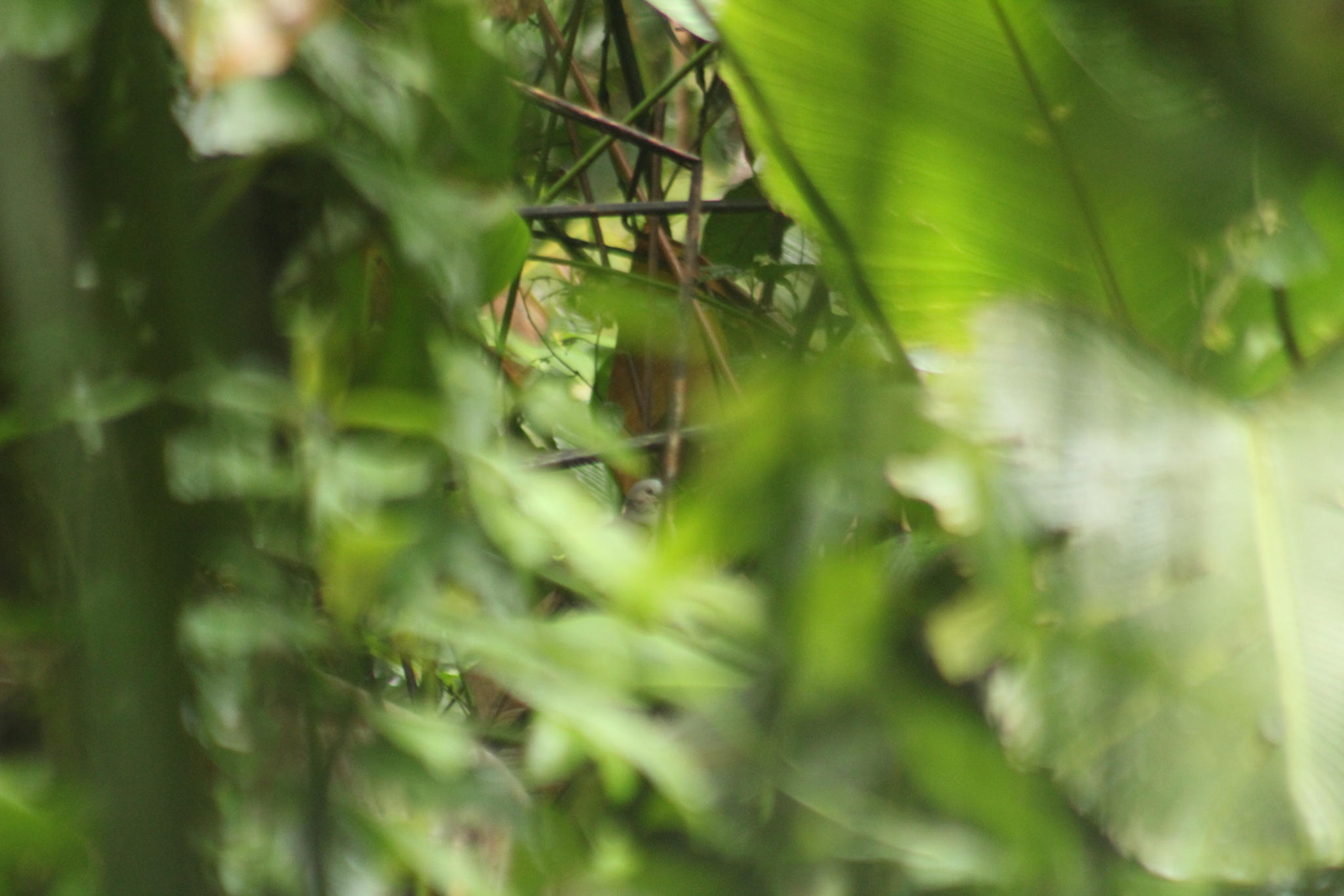 Pallid Dove (Leptotila pallida), photo 7