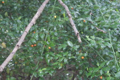 Cassinopsis ilicifolia