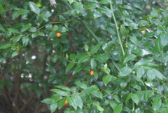 Cassinopsis ilicifolia