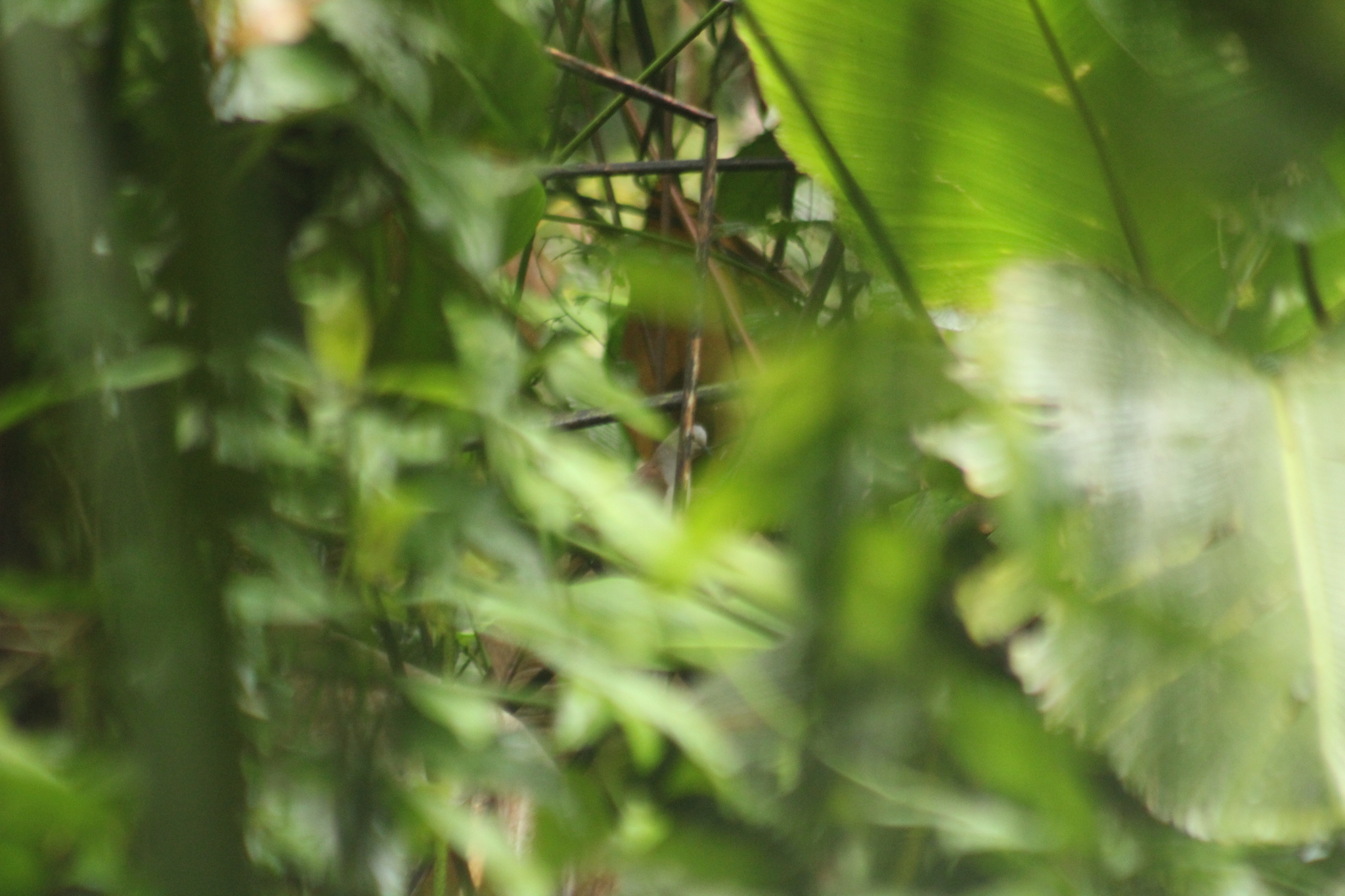 Pallid Dove (Leptotila pallida), photo 8