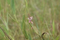 Polygala hottentotta