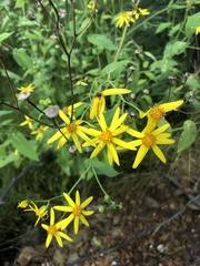 Senecio velleioides