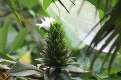 Costus leucanthus