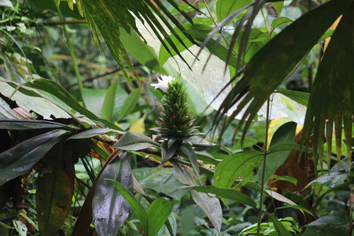 Costus leucanthus, photograph 1