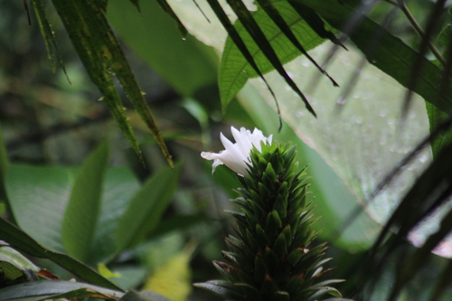 Costus leucanthus, photograph 2