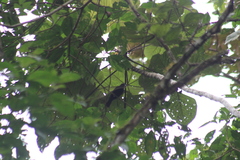 Ramphocelus flammigerus icteronotus