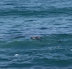 Cephalorhynchus heavisidii