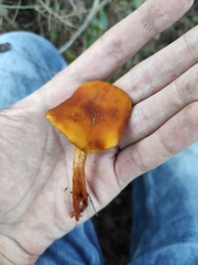 Lactarius atlanticus