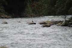 Nannopterum brasilianum brasilianum