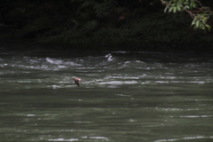 Stelgidopteryx ruficollis