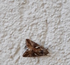 Autographa gamma