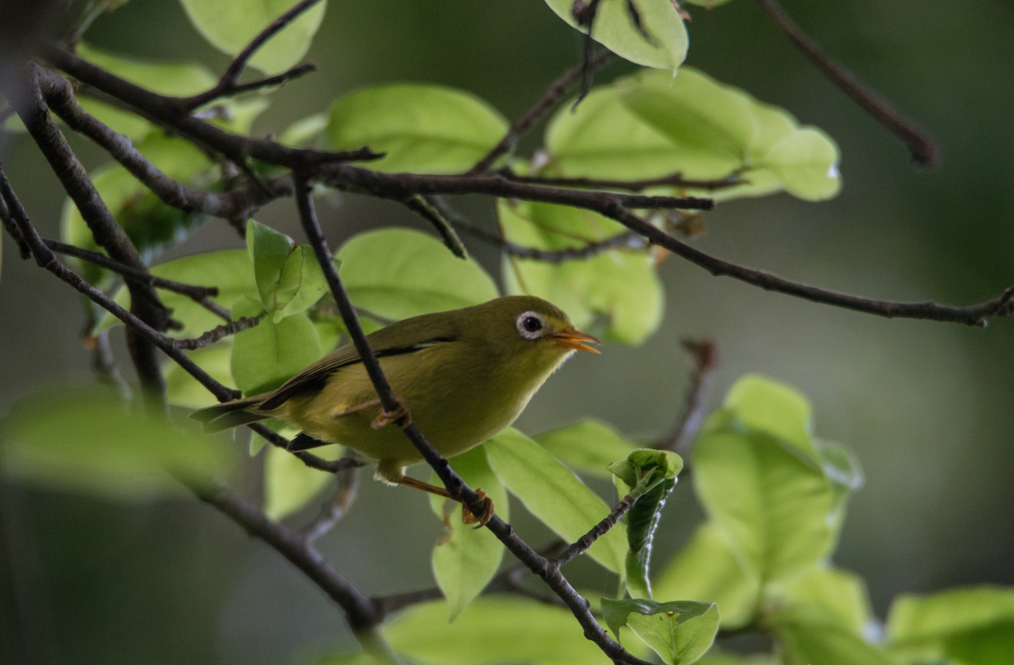 Rota White-eye illustration