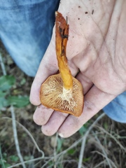 Lactarius atlanticus