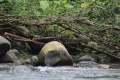 Stelgidopteryx ruficollis