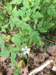 Geranium robertianum