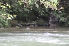 Basiliscus galeritus