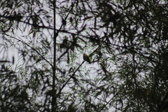 Furnarius leucopus cinnamomeus