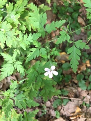 Geranium robertianum