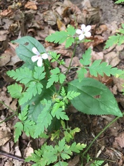 Geranium robertianum