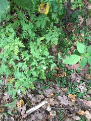 Geranium robertianum