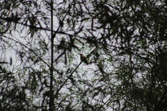 Furnarius leucopus cinnamomeus