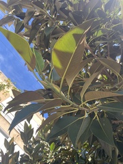 Ficus