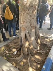 Ficus