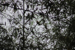 Furnarius leucopus cinnamomeus