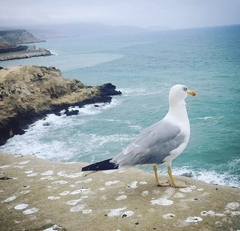 Larus michahellis michahellis