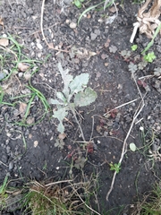 Angiospermae