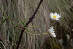 Coronidium waddelliae