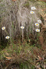 Coronidium waddelliae