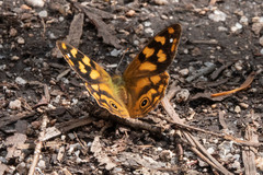 Heteronympha solandri
