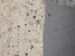 Hersilia albomaculata