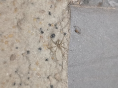 Hersilia albomaculata