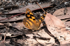 Heteronympha solandri
