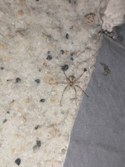 Hersilia albomaculata