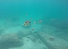 Johnrandallia nigrirostris