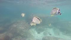 Johnrandallia nigrirostris