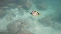 Johnrandallia nigrirostris