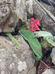 Streptocarpus dunnii