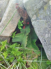 Streptocarpus dunnii