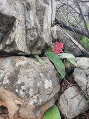 Streptocarpus dunnii